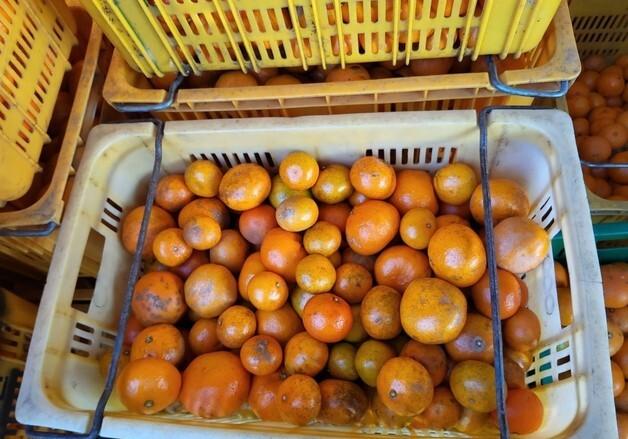 SNS서 "못난이 귤 팔아요"…서귀포서 상품외감귤 직거래 적발