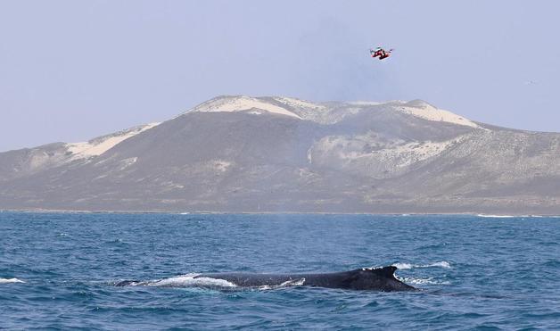 "숨 한번 뿜어보세요"…드론으로 북극 고래 '안전한' 건강검진