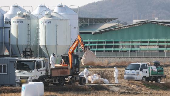 경기 평택 산란계 농장서 고병원성 AI 확인…올겨울 가금농장 7번째 발생 