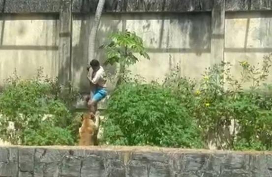 10대 소년, 동물원 사자 우리 들어갔다가 목 물려 사망