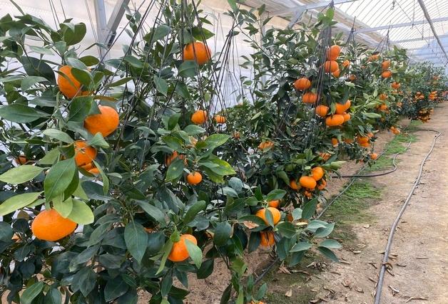 청주서 레드향 첫 수확…1톤 출하 예상