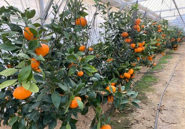 청주서 레드향 첫 수확…1톤 출하 예상