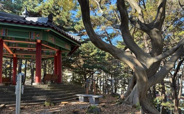 제주서 수령 100년 '팽나무 연리목' 발견…전국 두번째 발견