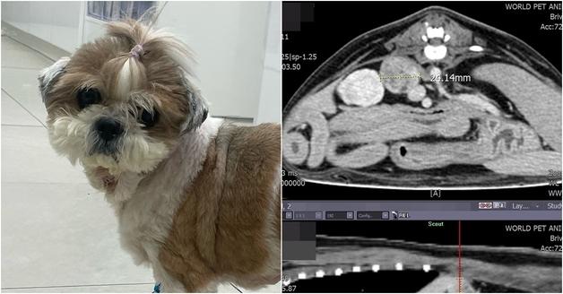 반려견 비명에 보호자 발 동동…6개월 괴롭힌 증상, CT로 원인 밝혀