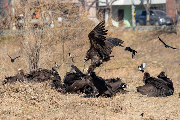 체험형 생태교육 '울산 독수리학교' 참가자 100명 모집