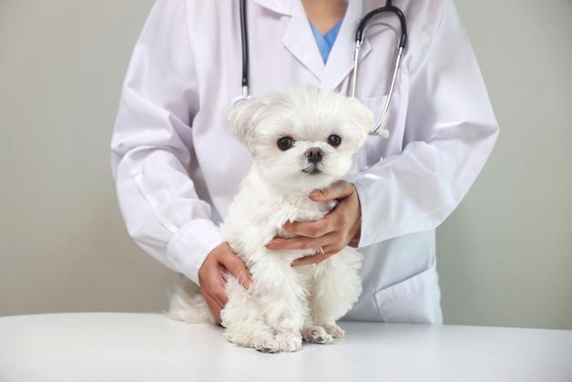 13살 몰티즈, 간 종양 수술 성공…조기 진단·정밀 수술이 결정적