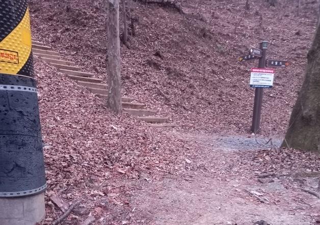 대전 보문산 산책로서 멸종위기종 담비 사체 발견…"보호대책 시급"