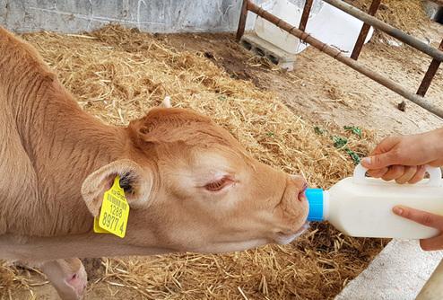 성주군 초유 은행 '만족도 100%'…송아지 폐사율 1.3%p↓