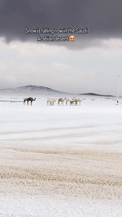 "사우디 여러분 빙판길 조심하세요"…이례적 폭설에 낙타둥절