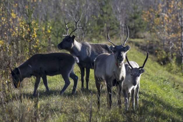 우크라戰에 '핀란드 순록' 급감한 사연…"러 늑대 사냥꾼 전선行"