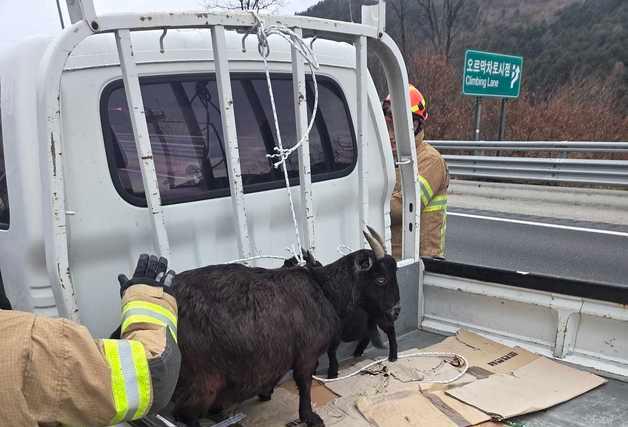 "너 어디서 온 거니?" 고속도로 나타난 흑염소 떼 소동