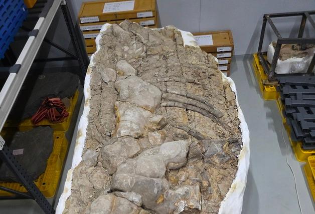 포항서 발견된 국내 최대 신생대 고래화석, 천연기념물 됐다