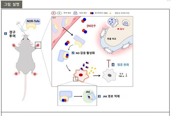 "아픈 곳에만 작용"…포스텍 연구팀, 류마티즘 관열염 새 치료제 개발