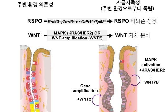 IBS, 위암세포 성장 과정 규명…새로운 초기 치료 전략 가능성 제시
