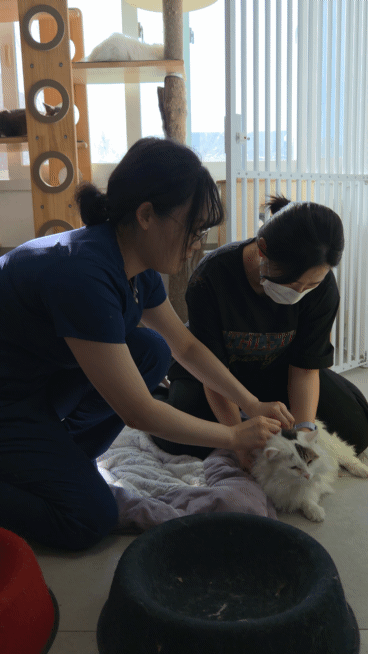 "여름철 심장사상충만 조심? 고양이도 겨울철 집진드기 예방해야"