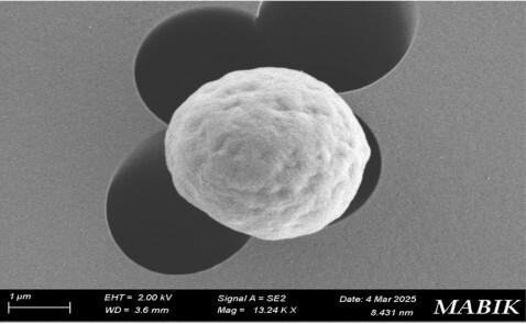 서천 연안서 해양 미세조류 국내 최초 확인