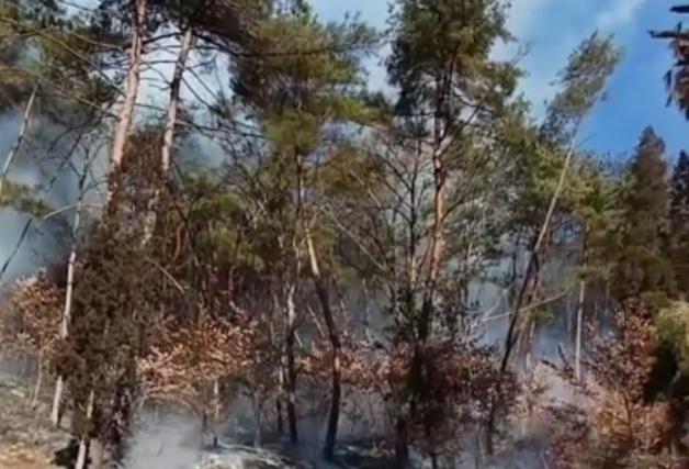 대구 군위군 야산 입구서 쓰레기 태우다 화재…40여분 만에 진화