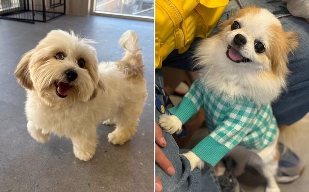 가족의 발견(犬)