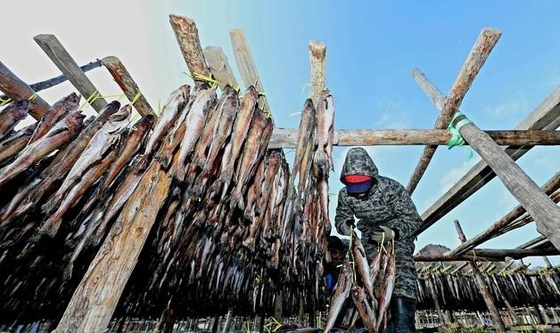 명태 덕걸이 작업 한창인 강원 인제