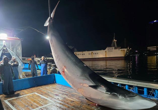포항 대동배 앞바다서 5m짜리 밍크고래 혼획…4180만원 위판