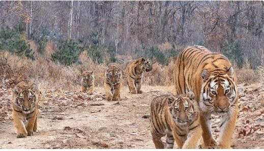 "기적같은 장면"…야생 백두산호랑이 일가 6마리 한번에 찍혔다