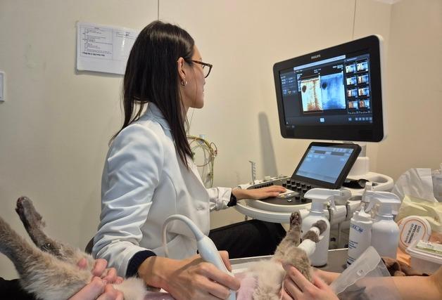 마취 없이 간 종양 확인…본동물의료센터, 초음파 조영 검사 도입