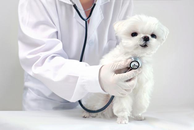 "활발해서 그런 줄만"…6개월 강아지가 알려준 심장질환 신호는