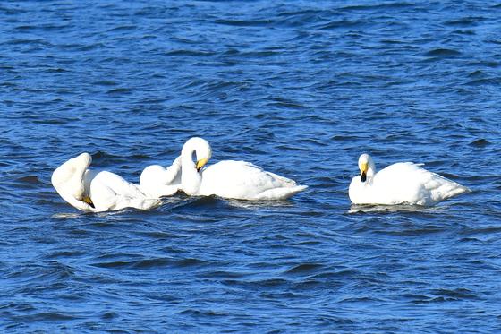 '겨울 진객' 큰고니, 포항 남구 형산강에도 날아와 