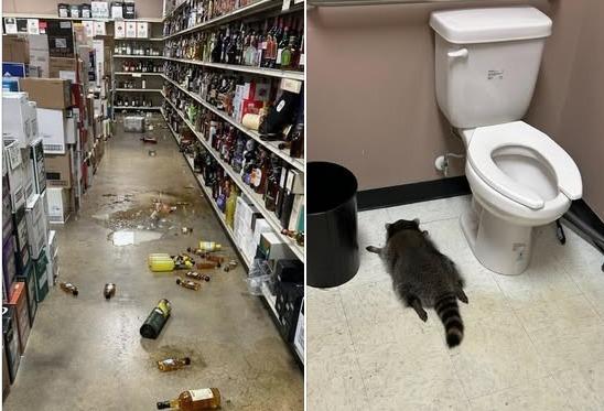 "아 취한다"…가게 침입해 '위스키 술판' 벌인 너구리, 화장실서 기절