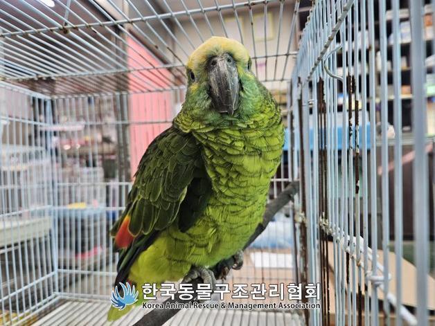 카페 날아와 커피 훔쳐 마신 앵무새…주인 안 나타나 폐사