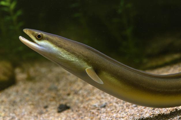 뱀장어 '국제거래 규제 강화' 제안 부결 최종 확정