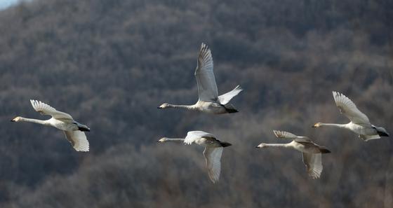 [뉴스1 PICK] 겨울 진객 큰 고니의 비행