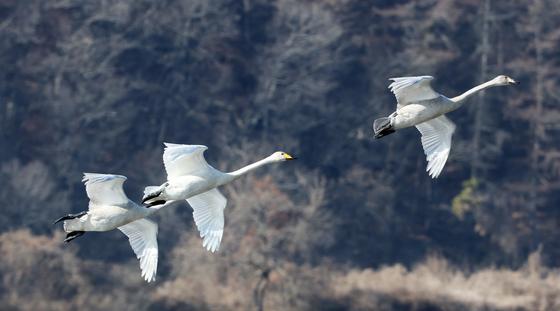 "철새도래지 출입 통제·소독 필요"…농식품부, 전북 방역 점검