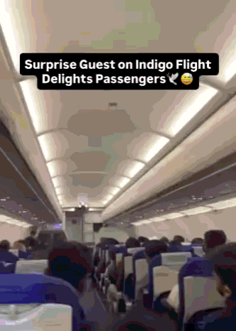 7일 인도의 한 국내선 여객기에서 비둘기 난입 사태가 발생했다. (출처 인스타그램)