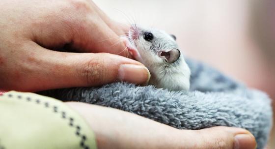 "저승길 보냈다"…햄스터 강제합사·학대 생중계 누리꾼 수사