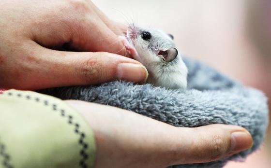 "저승길 보냈다"…햄스터 강제합사·학대 생중계 누리꾼 수사