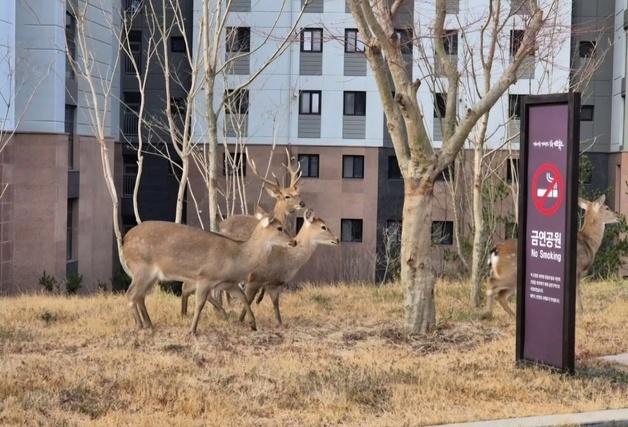 농장 탈출한 사슴 7마리, 사흘째 포획 실패…"주말 수색 재개"