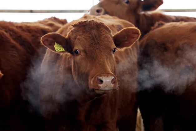 우(牛)분 고체연료, 농업부산물 40% 섞어야 발열량 기준 충족