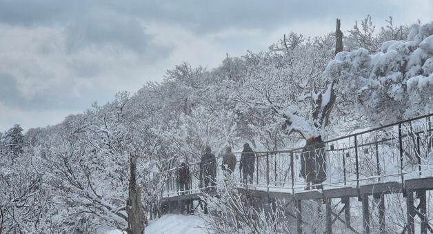 '고성 16㎝' 강원 동해안·산지 많은 눈…설날 빙판길 주의