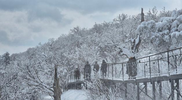 '고성 현내 16㎝' 강원 동해안·산지 많은 눈…설날 아침 빙판길 '주의보'