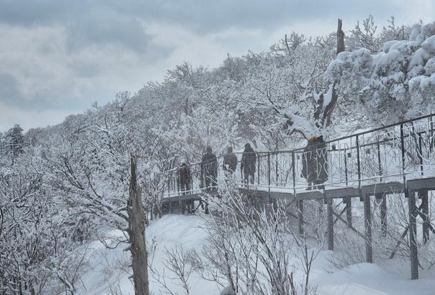 '고성 16㎝' 강원 동해안·산지 많은 눈…설날 빙판길 주의