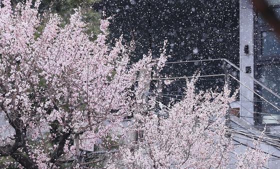 [뉴스1 PICK]4월 코앞인데 매서운 꽃샘추위에 눈보라 폭풍… 봄은 언제쯤?