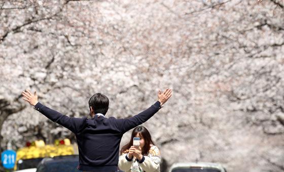 [뉴스1 PICK]연분홍빛 뽐내는 '봄의여왕' 벚꽃
