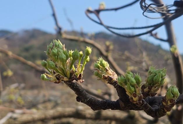 "과수 개화 빨라져" 옥천군 저온피해 현장기술지원단 운영