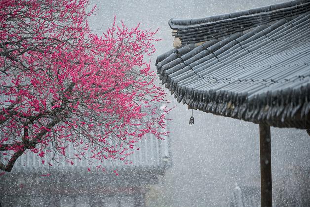 ‘2025 화엄사 홍매화·들매화 사진콘테스트’ 수상작 발표