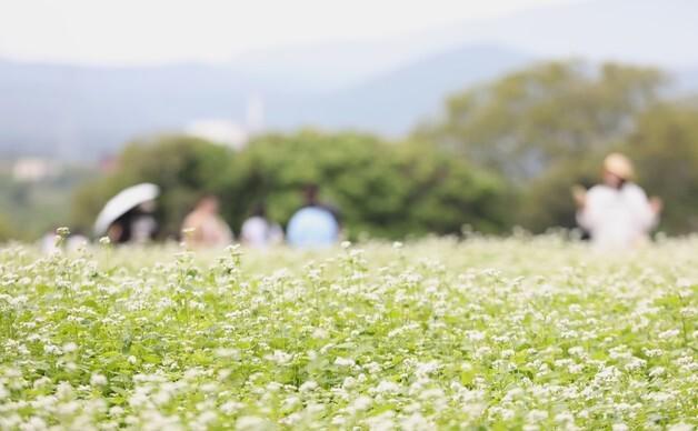 제주 메밀로 막걸리 만든다…내년 1월 상품화 목표