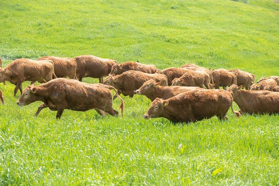 농진청, 한우 고품질 유전체 지도 국내 첫 확보
