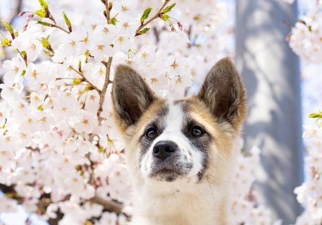 '쭈글이' 유기견, 사랑둥이로…분위기 메이커 '매튜'