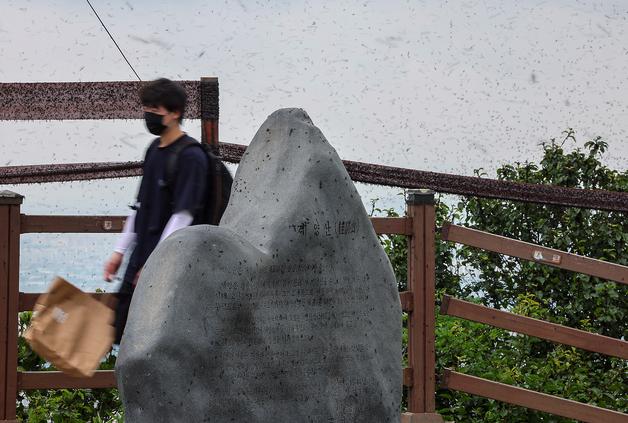 "계양산 러브버그 막는다"…살충률 94% 미생물 방제제 현장 실증 실험