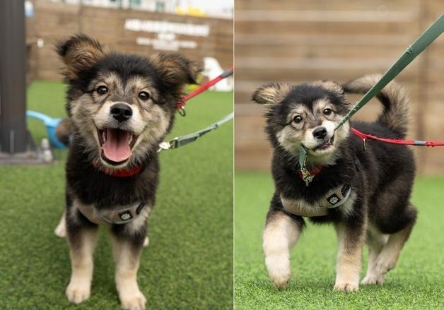 검은 옷에 흰 목걸이 한 강아지…호기심 많은 젤리